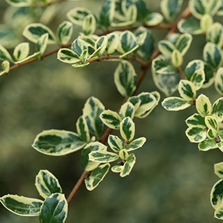 Azara com folhas variegadas